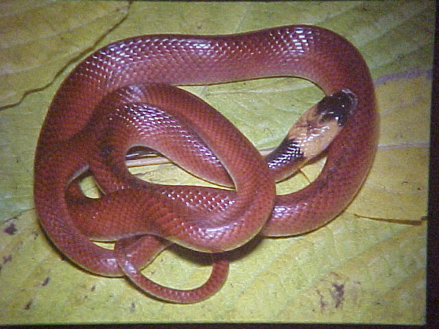 Danger Snake