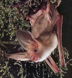 Pallid Bat