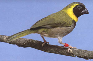 Cuban Finch